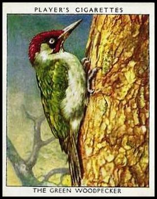 25 The Green Woodpecker